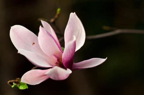 金玉蘭花種植禁忌|玉蘭花種植方法以及注意事項